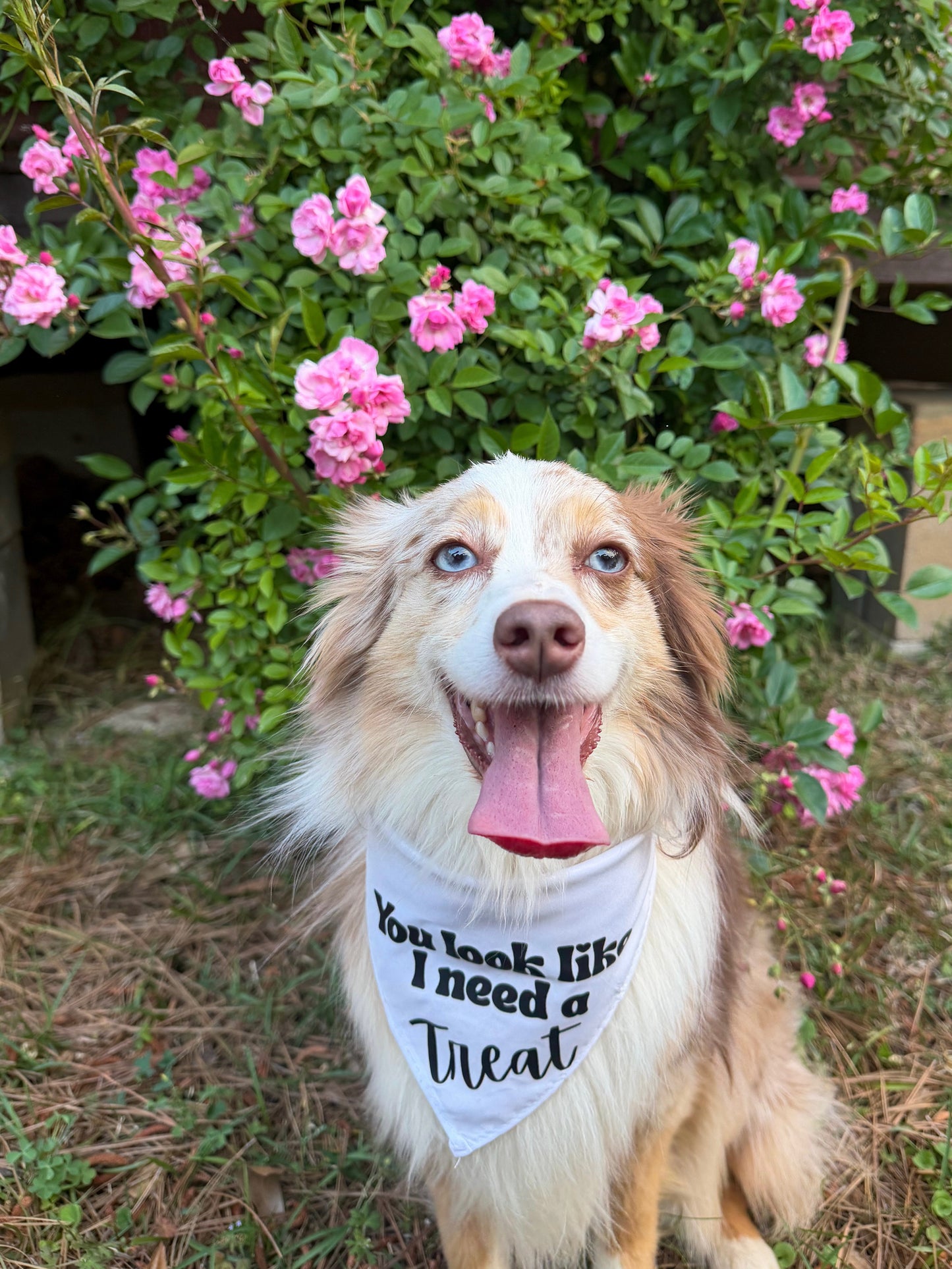 Bandana- You look like I need a treat